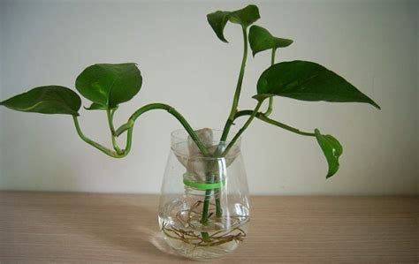 室內水生植物盆栽|室內水生植物有哪些：六種水生植物介紹（附圖）